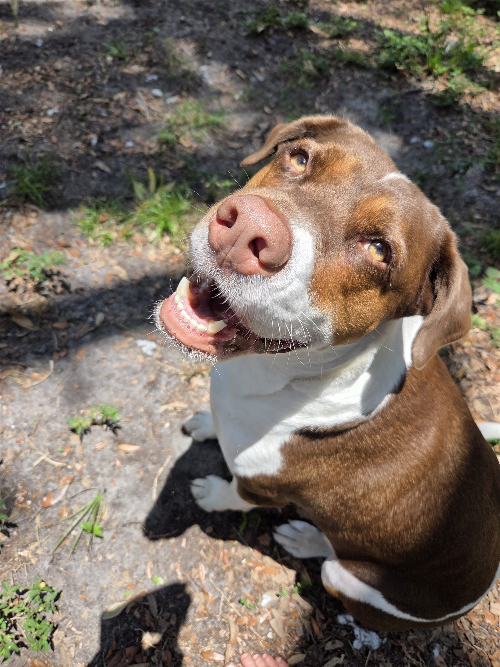 Toro smiling on the trail
